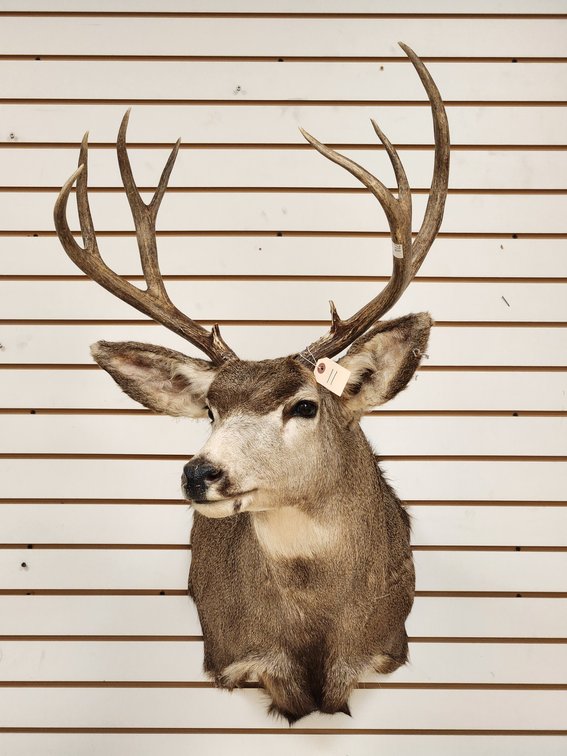 10pt Mule Deer Shoulder Mount