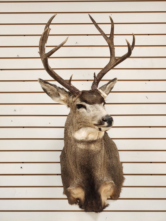 10pt Mule Deer Shoulder Mount