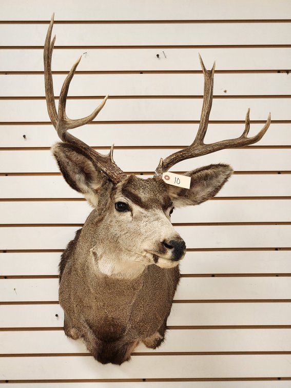 10pt Mule Deer Shoulder Mount