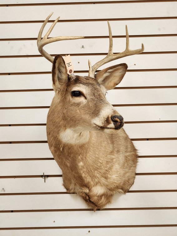 8pt Whitetail Shoulder Mount