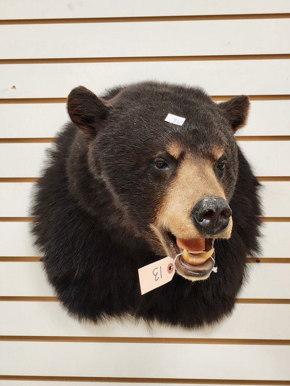 Black Bear Shoulder Mount