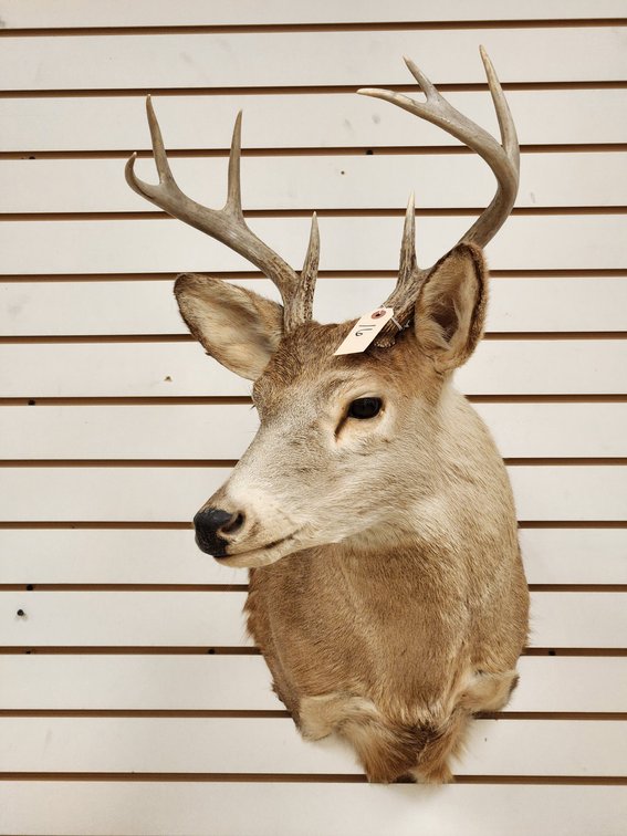 8pt Whitetail Shoulder Mount