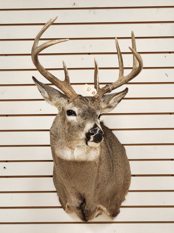 8pt Whitetail Shoulder Mount