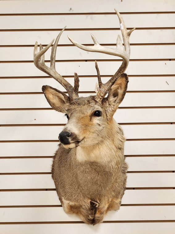 11pt Whitetail Shoulder Mount