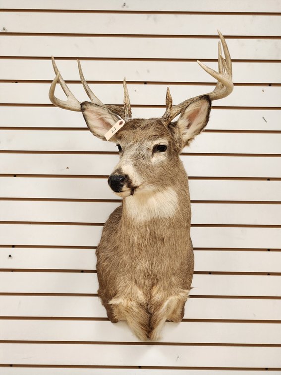 11pt Whitetail Shoulder Mount