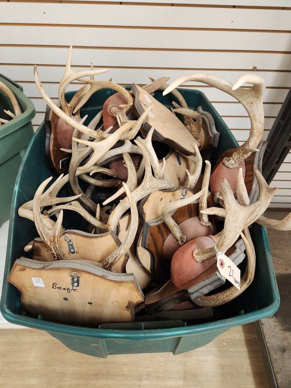 (20+) Antler Mounts