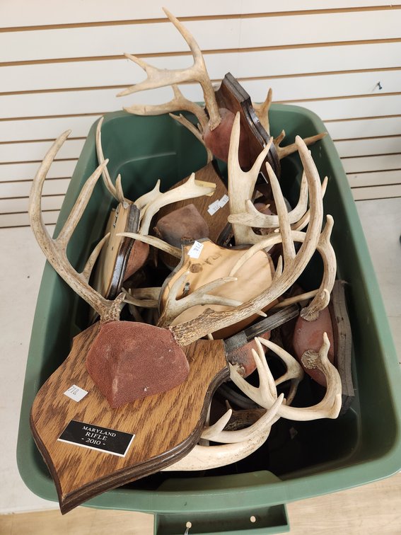 (20+) Antler Mounts