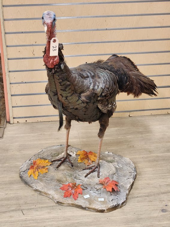 Wild Turkey Full Body Mount