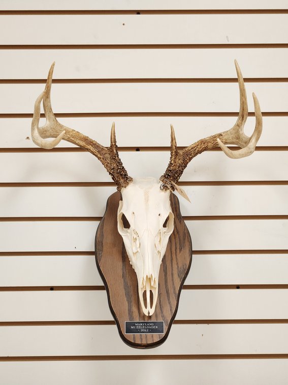 8pt European Mount on Wooden Base
