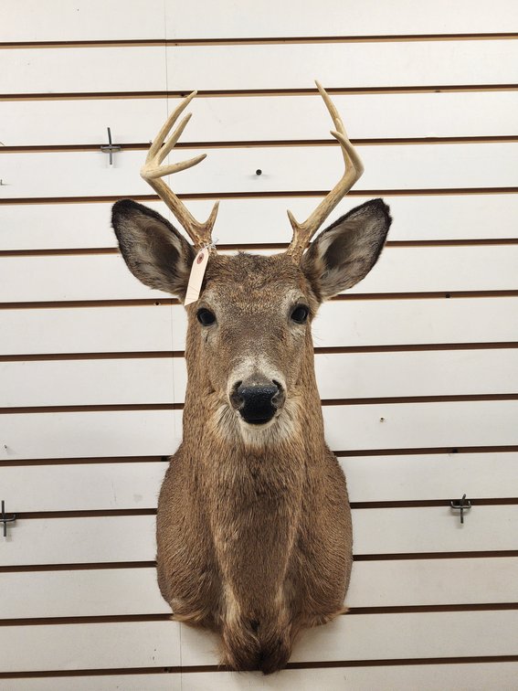 8pt Whitetail Shoulder Mount