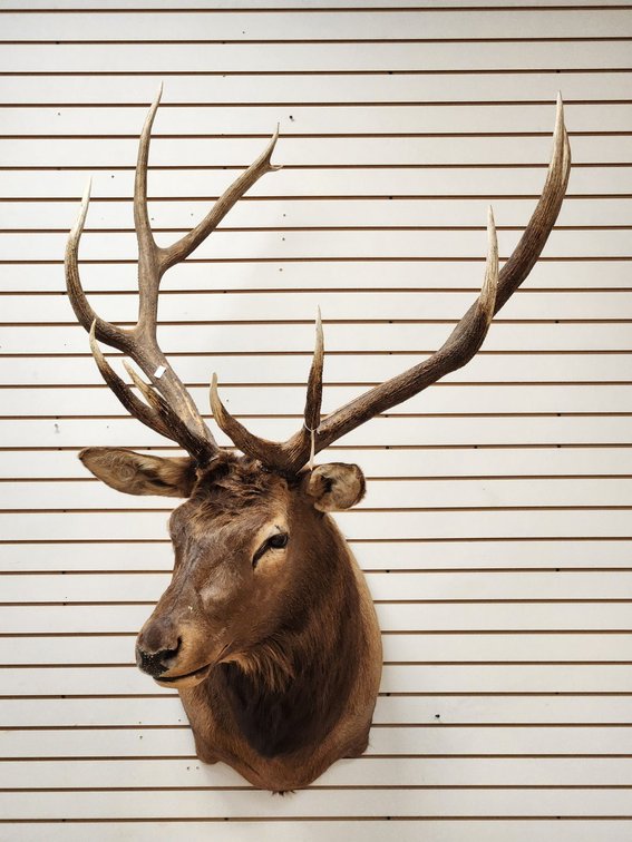 5 x 6 Elk Shoulder Mount