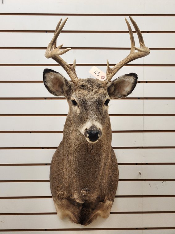 10pt Whitetail Shoulder Mount