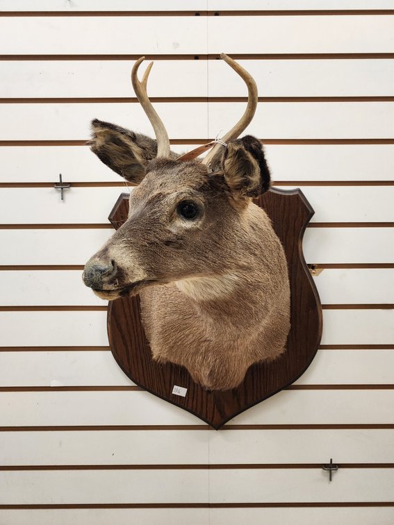 3pt Whitetail Shoulder Mount