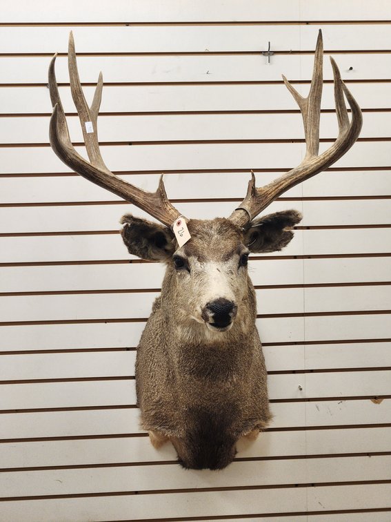 10pt Mule Deer Shoulder Mount
