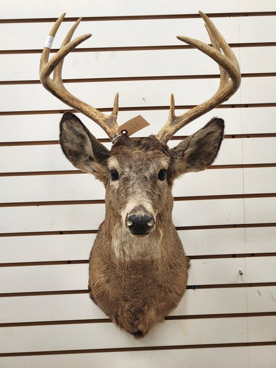 8pt Whitetail Shoulder Mount
