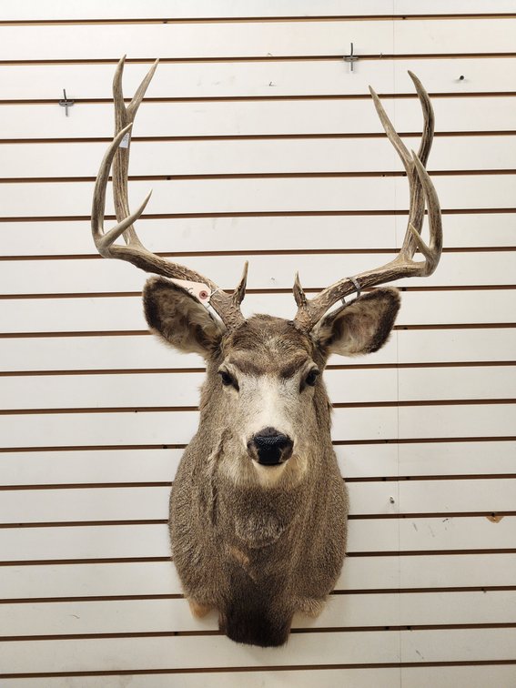 10pt Mule Deer Shoulder Mount