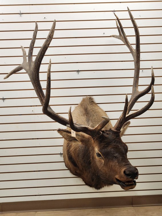 7 x 8 Elk Shoulder Mount