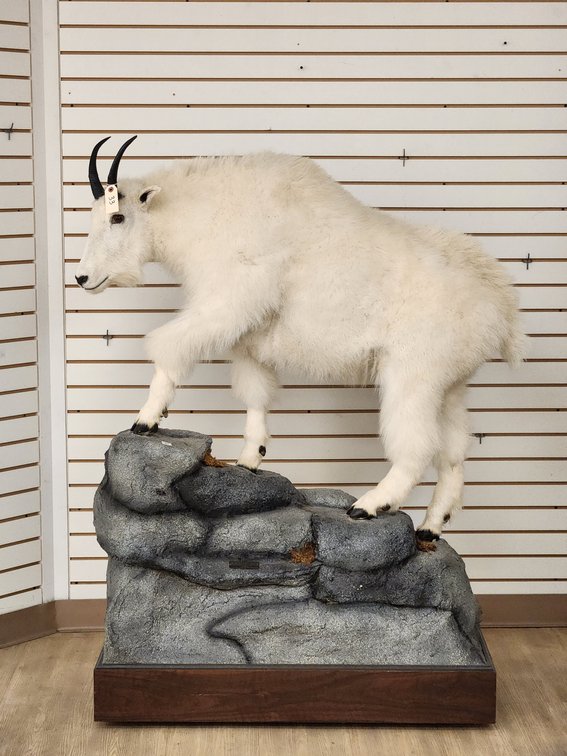 Mountain Goat Full Body Mount