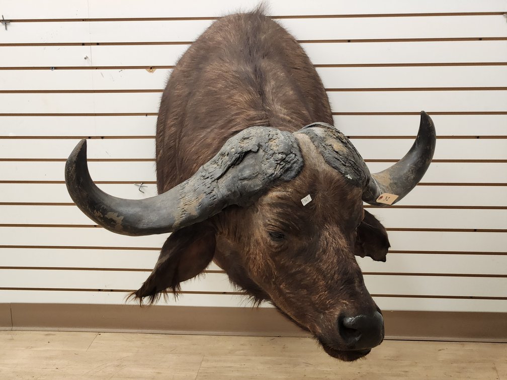 Cape Buffalo Shoulder Mount