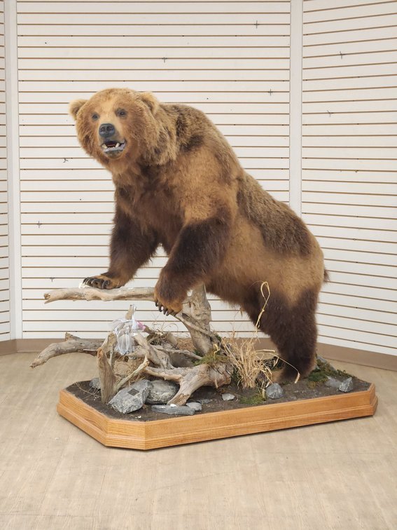 Brown Bear Full Body Mount