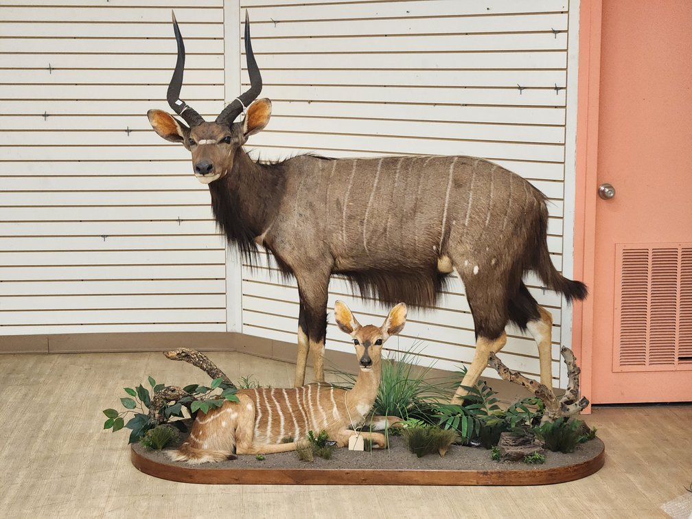 Double Nyala Full Body Mount