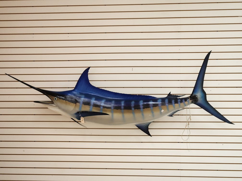 Marlin Full Body Mount