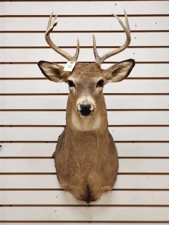 6pt Whitetail Shoulder Mount