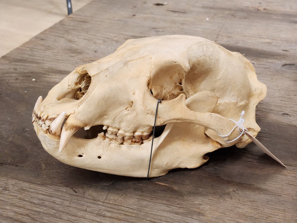 Bear Skull