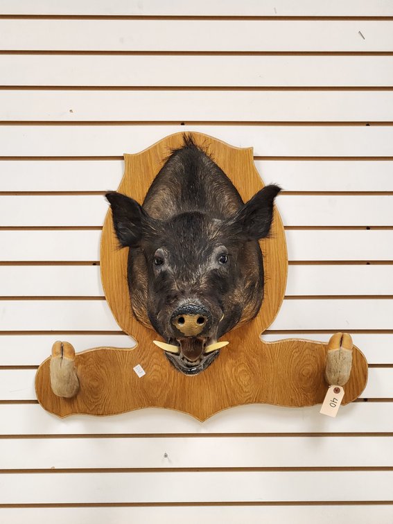 Boar Shoulder Mount w/ Hoof Rack