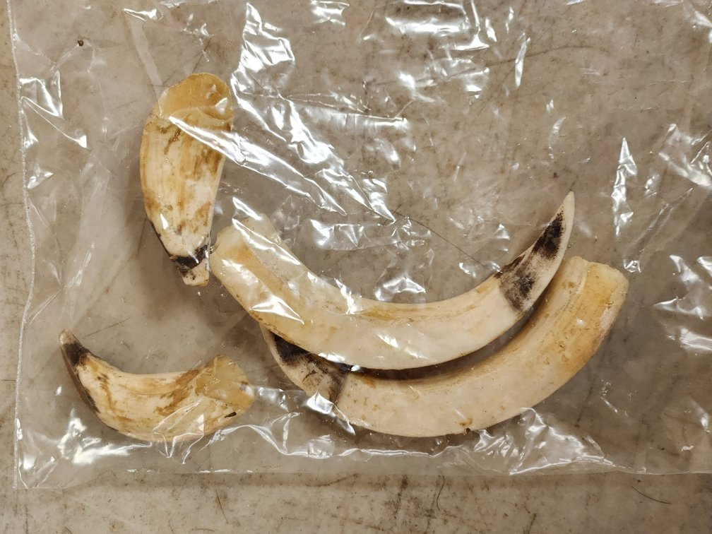 Boar Tusks