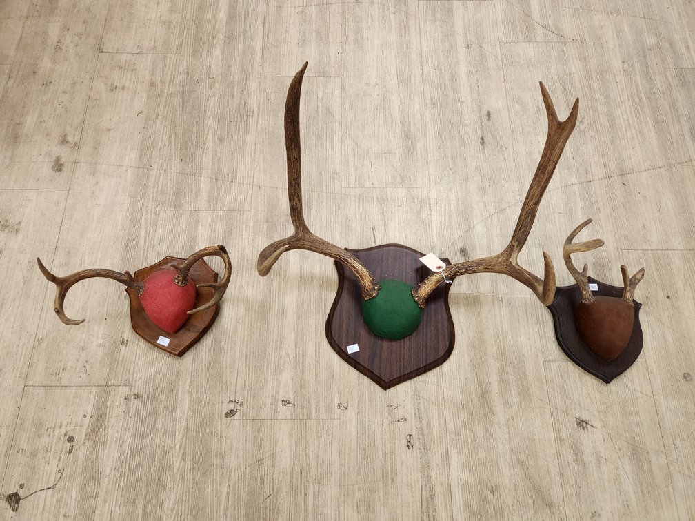 (3) Antler Mounts