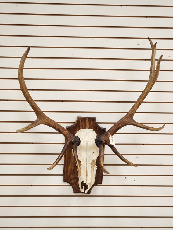 6 x 7 Elk Skull Mount