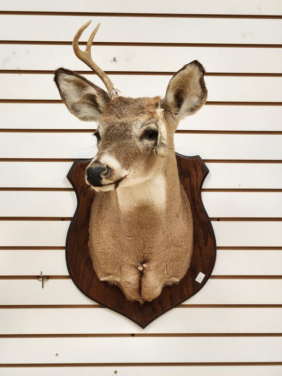 Non-Typical 3pt Whitetail Shoulder Mount