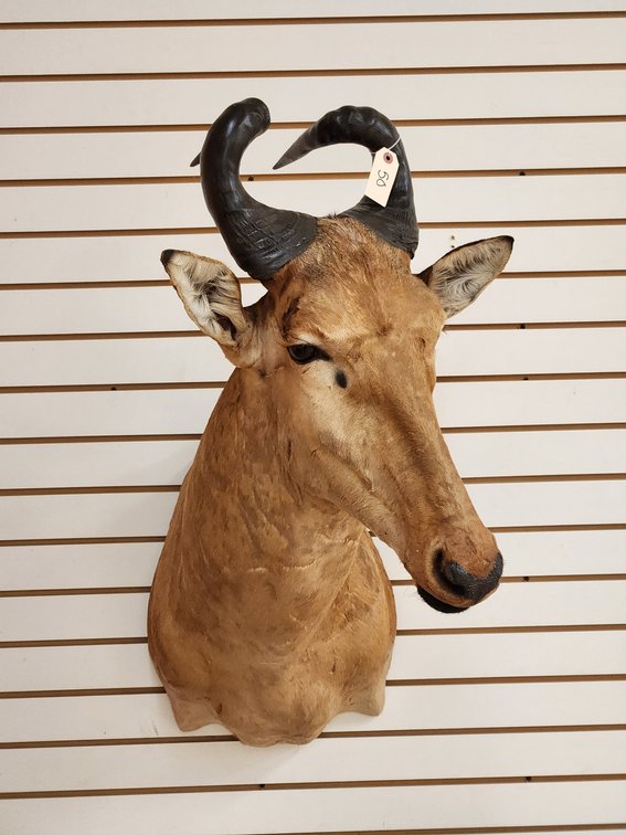 Hartebeest Shoulder Mount