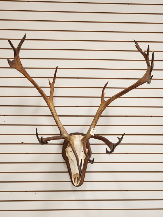 Caribou Skull Mount