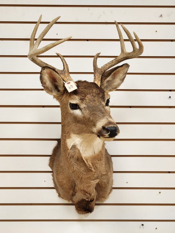 8pt Whitetail Shoulder Mount