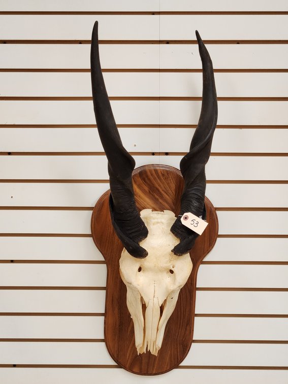 Eland Skull Mount