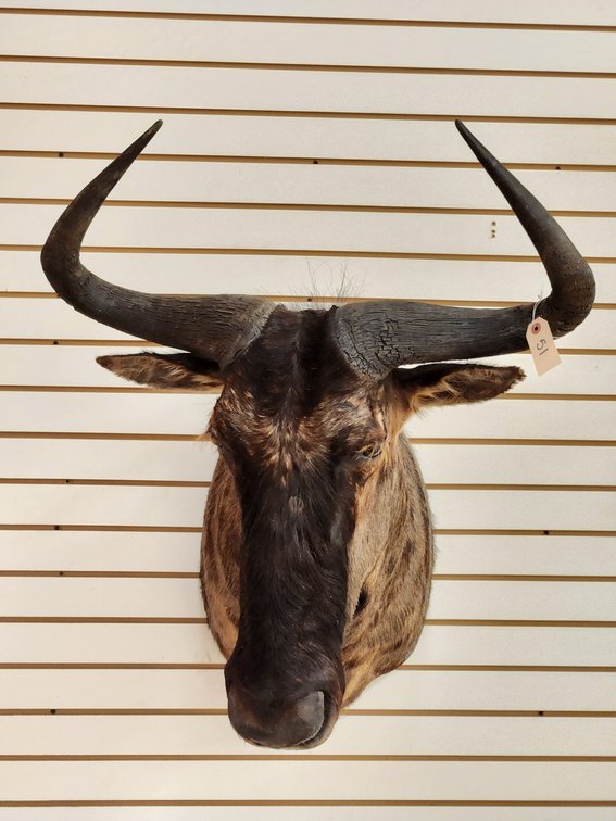 Wildebeest Shoulder Mount