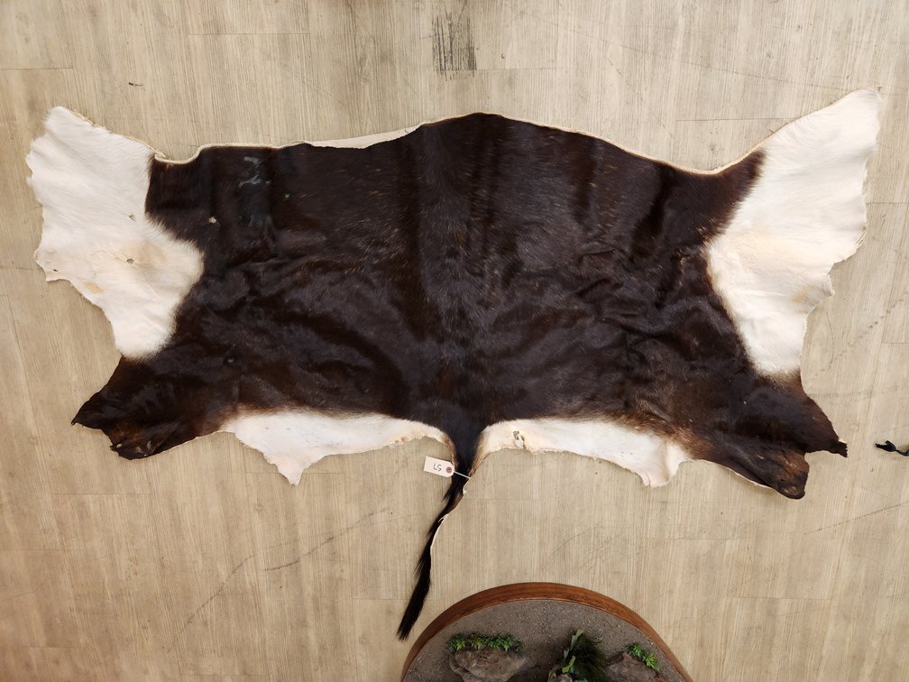 Partial Sable Hide