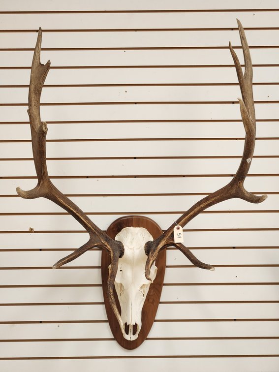 6 x 6 Elk Skull Mount