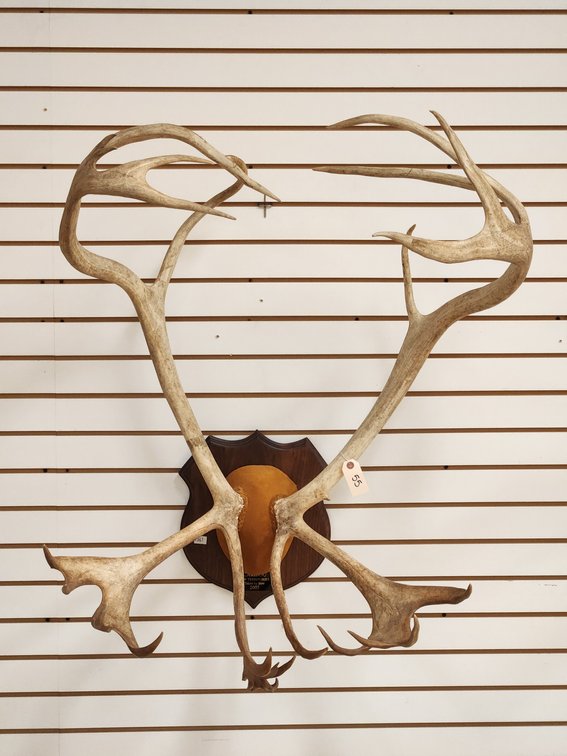 Caribou Antler Mount