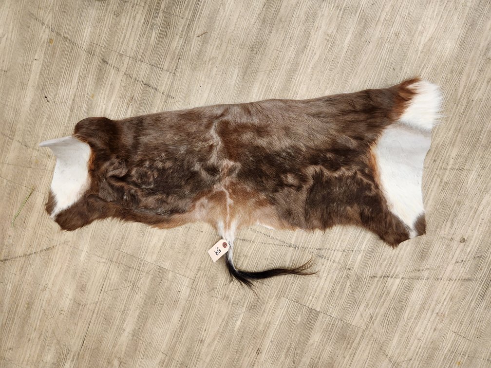 Partial Blesbuck Hide