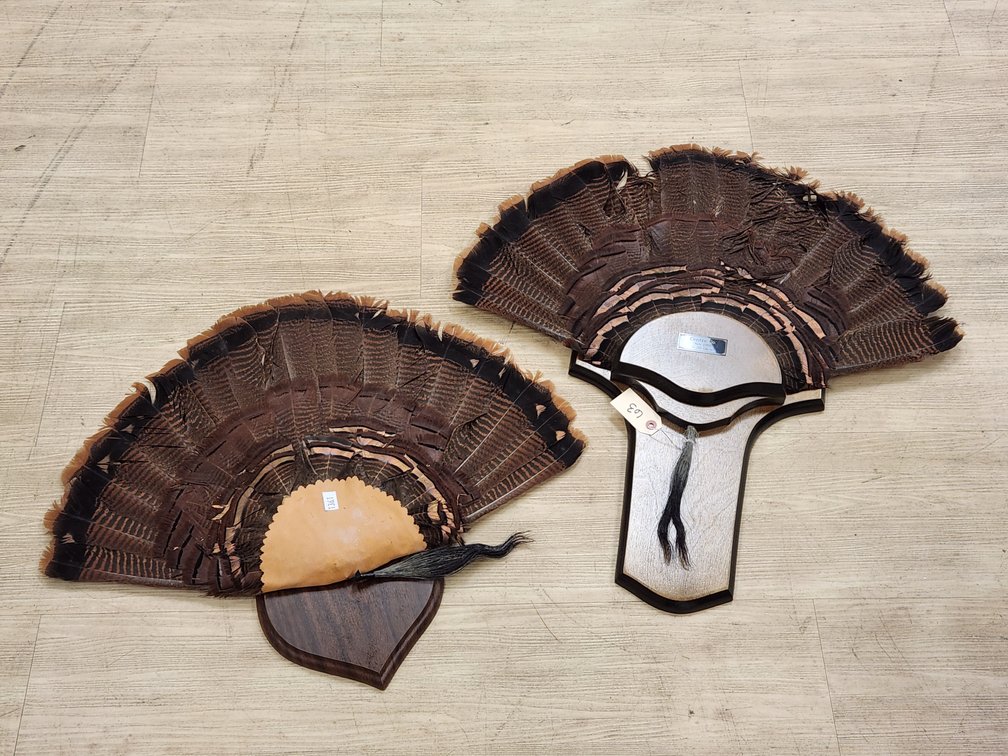 Pair of Turkey Fans & Beards