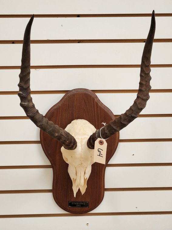 Impala Skull Mount