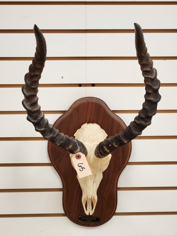 Impala Skull Mount