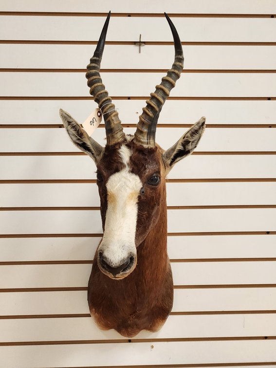 Blesbok Shoulder Mount