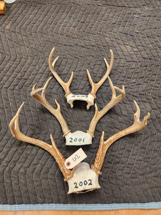 (3) Antler Mounts