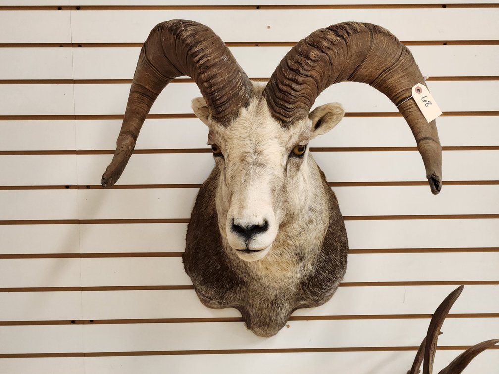 Big Horn Sheep Shoulder Mount