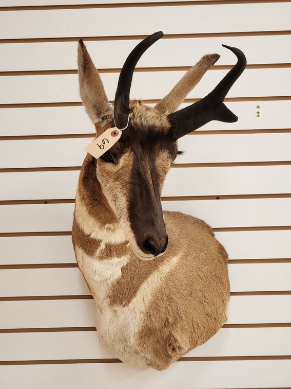 Pronghorn Antelope Shoulder Mount