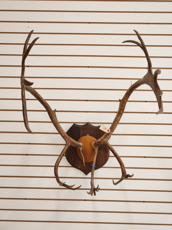 Caribou Antler Mount